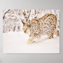 Search for lynx posters Animal