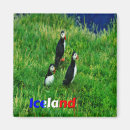Search for puffins magnets Iceland