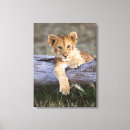 Search for cubs canvas prints Wildcat