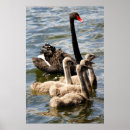 Search for black swan bird posters Nature