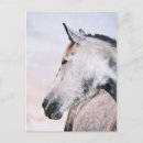 Search for dapple grey postcards Headshot