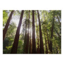 Search for muir woods art Redwood