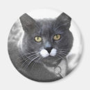 Search for buster Cats
