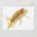 Search for sea creatures postcards Swimming