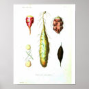 Search for vintage vegetable posters Botanical