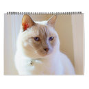 Search for applehead Siamese