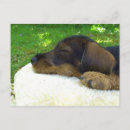 Search for dachshund puppy postcards Animals