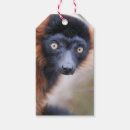 Search for lemur photography Cute