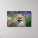 Search for pomeranian canvas prints Dwarf spitz