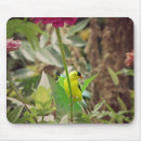 Search for goldfinches mouse mats Nature