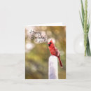 Search for cardinal bird Cardinals