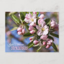Search for apple blossoms postcards White