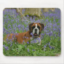 Search for bob mouse mats Boxer