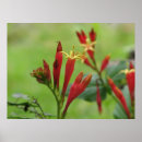 Search for florists posters Nature