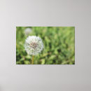 Search for dandelion canvas prints White