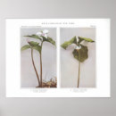 Search for robins posters Flower