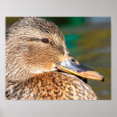 Search for mallard ducks posters Nature
