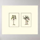 Search for tree posters Botanical