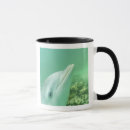 Search for bottlenosed dolphin mugs Underwater