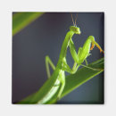 Search for prays photography Bug