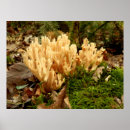 Search for fungi posters Fall