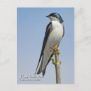 Search for tree swallows postcards Photography