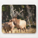 Search for elk mouse mats Wild