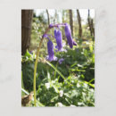 Search for woodland plants postcards Flowers
