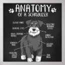 Search for schnauzer puppy posters Schnauzers
