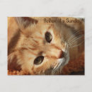 Search for pussie postcards Cat