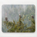 Search for alaska eagle mouse mats Bird