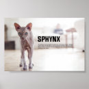 Search for sphynx cat gifts Kitten