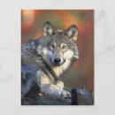 Search for wolf eyes postcards Animal