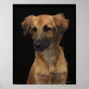 Search for resuce Animal