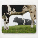 Search for agricultural mouse mats Cow