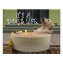 Search for cute and funny animal pictures posters Dog