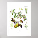 Search for malus Vintage