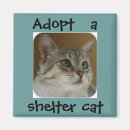 Search for adoption photography Cat