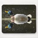 Search for anas mouse mats Wildlife