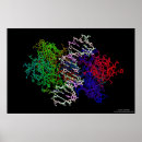 Search for acids posters Protein