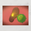 Search for bacteria cells postcards Healthcare