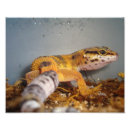 Search for pet lizard posters Nature