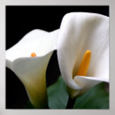Search for cala art Lily