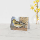 Search for feeder cards Finch