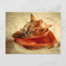 Search for mollusk postcards Nature