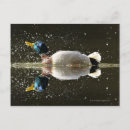 Search for anas postcards Duck