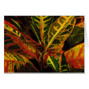 Search for crotons Plant