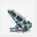 Search for dart frog stickers Animal