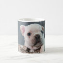 Search for purebred mugs Animal
