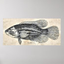 Search for sunfish posters Vintage